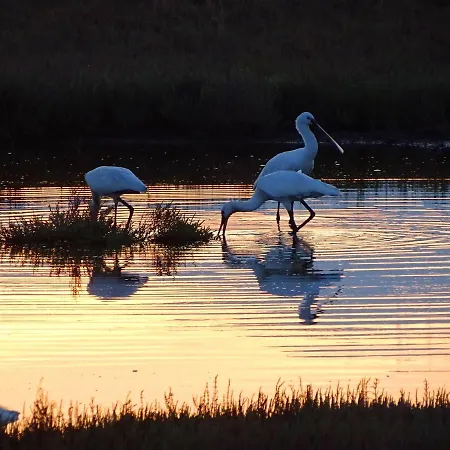 Vissala Village Villa